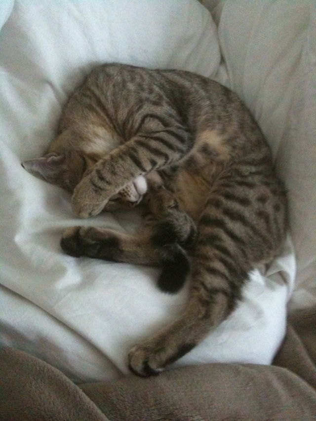 Guten Morgen Ecke! ecke kissen m�de wach schlafen 