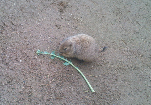 hund pr�riehund tier zoo hamburg hagenbecks_tierpark 