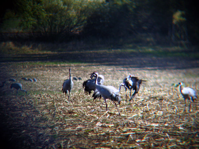 Kraniche acker kranich vogel vgel 