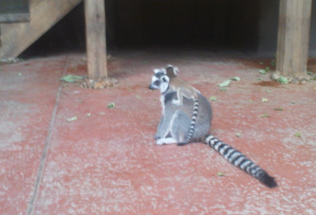 oooooooohh! lemuren tier s zoo niedlich hamburg hagenbecks_tierpark 