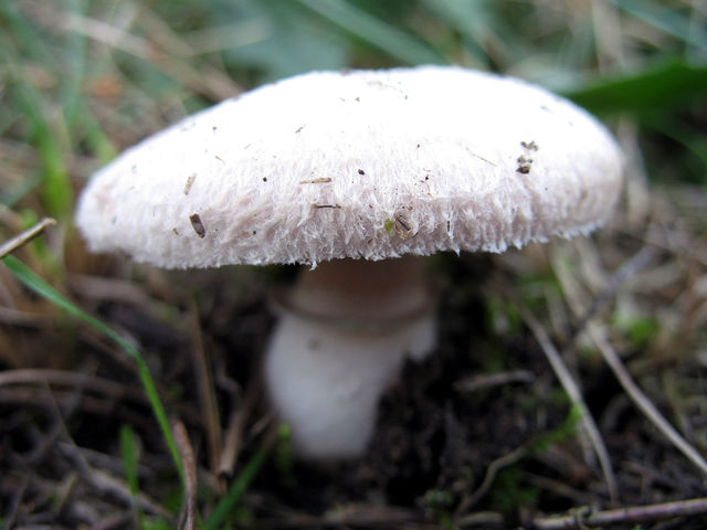 Champignon champignon pilze pilz pilzsuche wiesenchampignon 