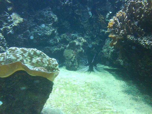 stachelwesen stachelwesen unterwasseralien hamburg aquarium hagenbecks_tierpark 