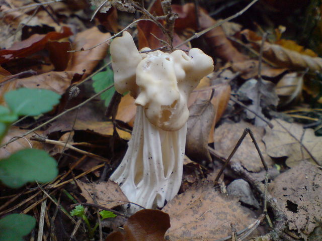 herbstlorchel pilze pilz 