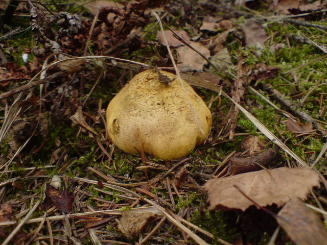 gelbbraune wrztrffel ? pilze pilz 