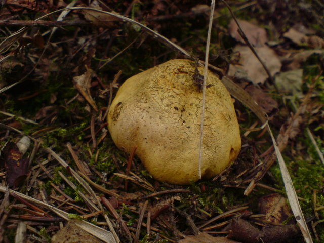 tippe auf gelbbraune wrztrffel pilze pilz 