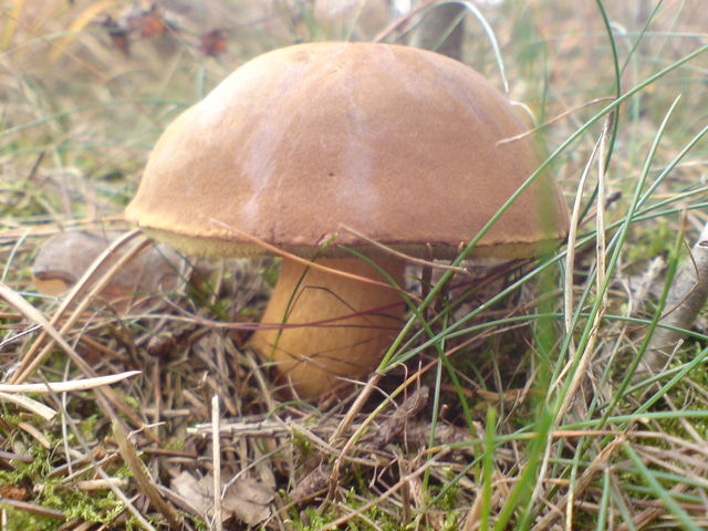 maronenr�hrling pilze pilz maronenr�hrling 