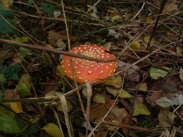 Amanita muscaria pilze drogen pilz shrooms fliegenpilze fliegenpilz 