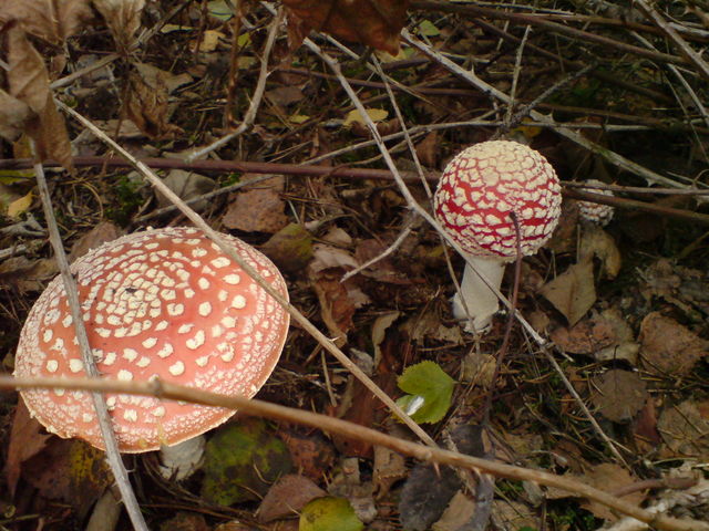 mal rund mal flach pilze drogen pilz shrooms fliegenpilze fliegenpilz 