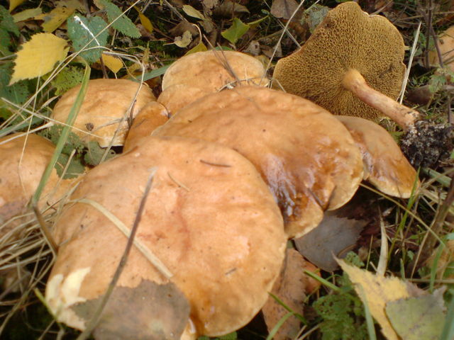 ich tippe auf schafporling pilze pilz 