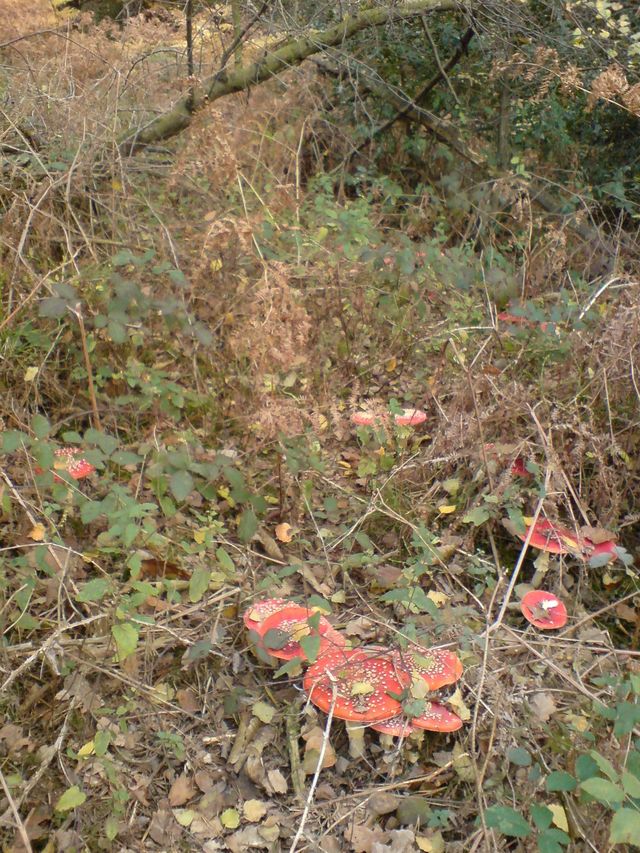 ein wald voller halluzinogener drogen pilze drogen pilz shrooms fliegenpilze fliegenpilz 