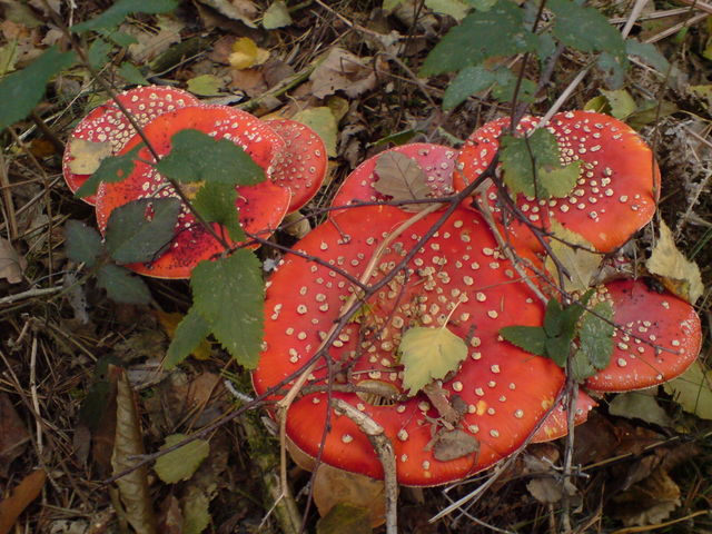 fliegenpilz kolonie pilze drogen pilz shrooms fliegenpilze fliegenpilz 