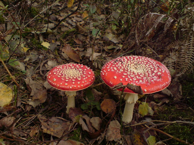 2 fliegenpilze pilze drogen pilz shrooms fliegenpilze fliegenpilz 