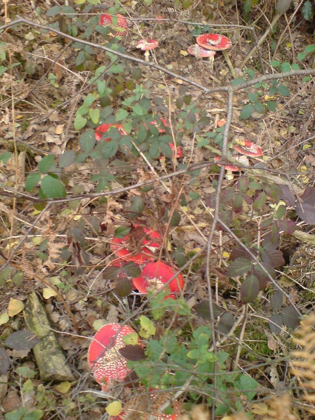 fliegenpilze massenweise fligenpilze pilze drogen pilz shrooms fliegenpilz 