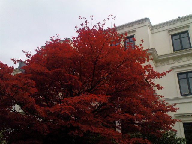 rot baum herbst rot 