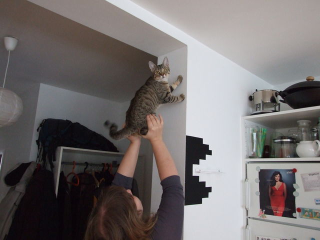 Katzenfrhsport anna ecke katze klettern 