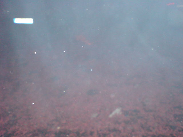 rote fetzen und qualm chinaboeller bombenteppich sprengstoffguertel silvester2009 