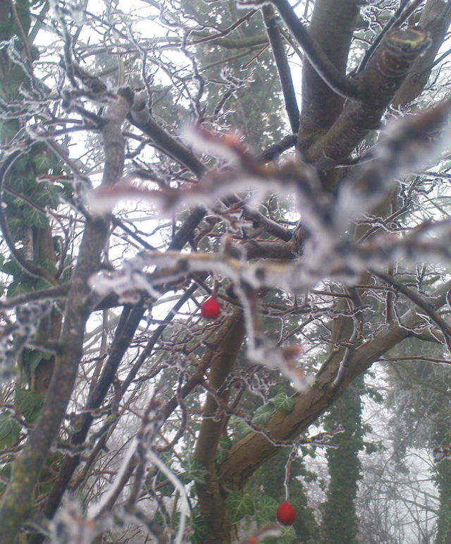 winterbeere baum eis rot winter hamburg alster 