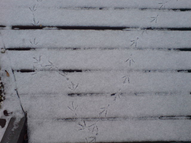 ich dreh mal ne runde im schnee fu�spuren schnee vogel winter terasse wei� taube 