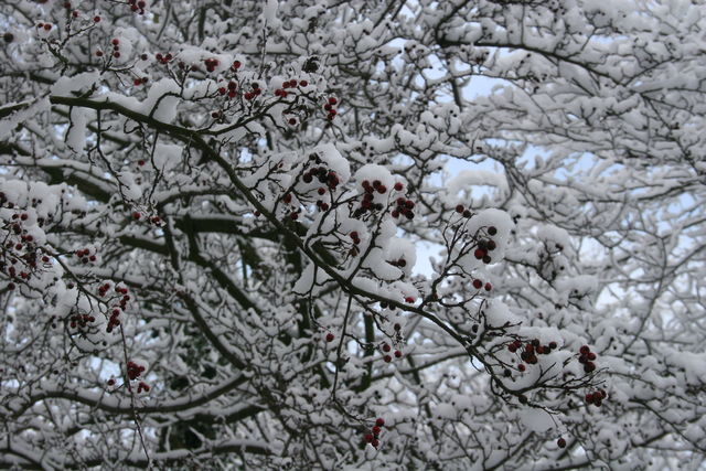 verschneit baum schnee 