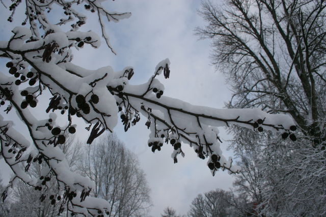 tragfhig zweig baum schnee 