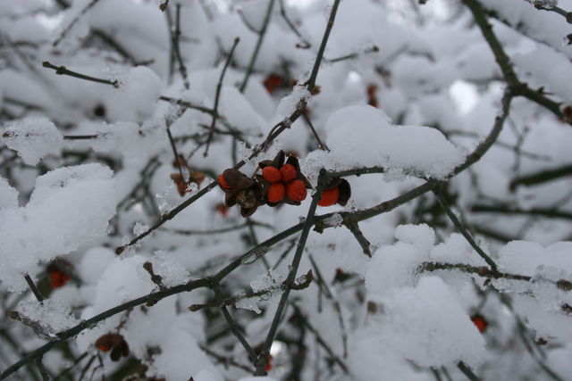 ruut un wie beere rot schnee wei 