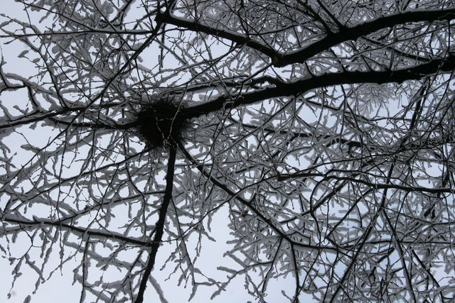 eisnest baum schnee nest 