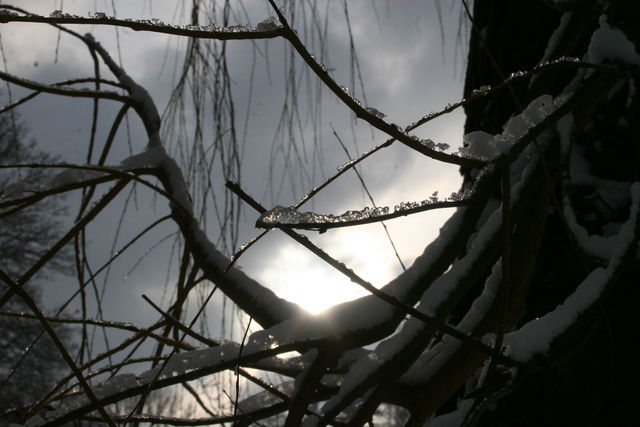 blinkin ice baum eis schnee sonne blinken 