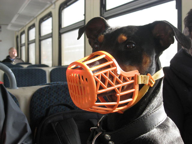  maulkorb rrrrrrrrrrr hund b�se sbahn moskau 