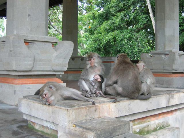 Affenfamilie ubud bali affen indonesien 