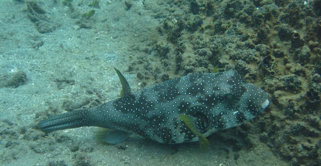 Kugelfisch kugelfisch schnorkeln 