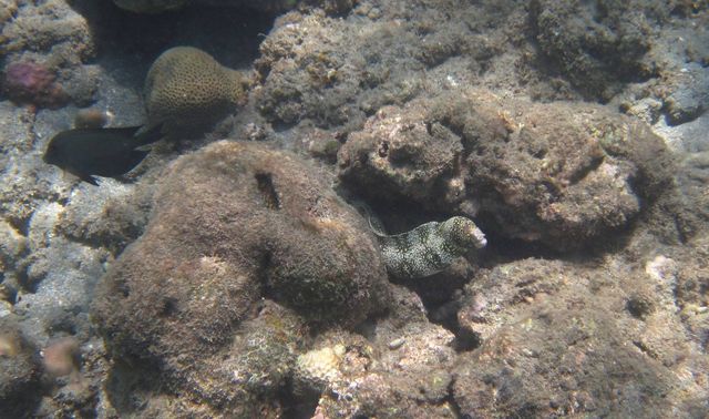 Mur�ne mur�ne schnorkeln 