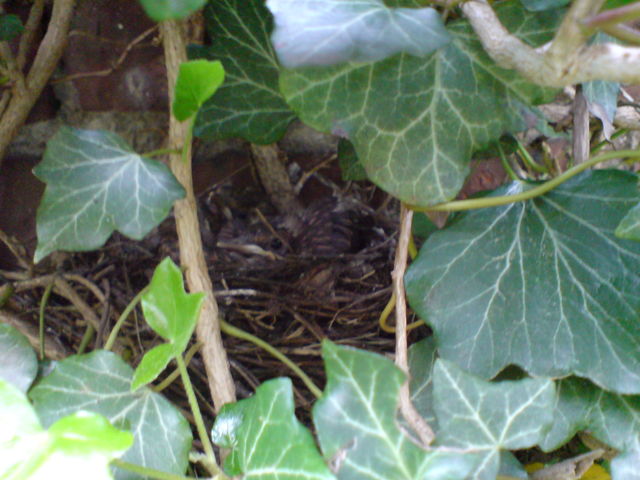 kleine vogelm�nner verstecken sich im geb�sch vogelmannen vogelm�nner zwergv�gel 