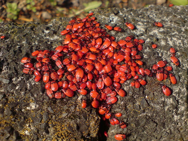 k�fergelump bugs klumpen wanzen rot k�fer 