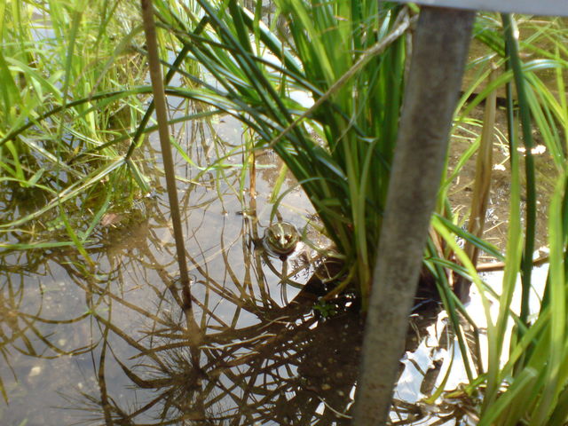 frsch quaken frosch flora 