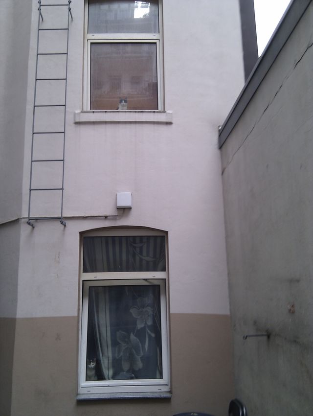 SIE WISSEN NICHTS VONEINANDER fenster haus katze katzen 