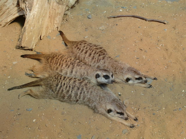 rudelsonnen eckenhagen rudelsonnen erdm�nnchen 