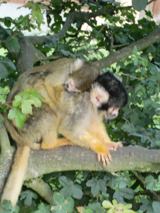 mutter-kind-turnen herrnilsson mutterkindturnen totenkopf�ffchen eckenhagen 