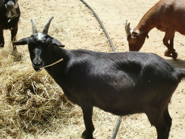 hennes hennes gei�bock eckenhagen fc 