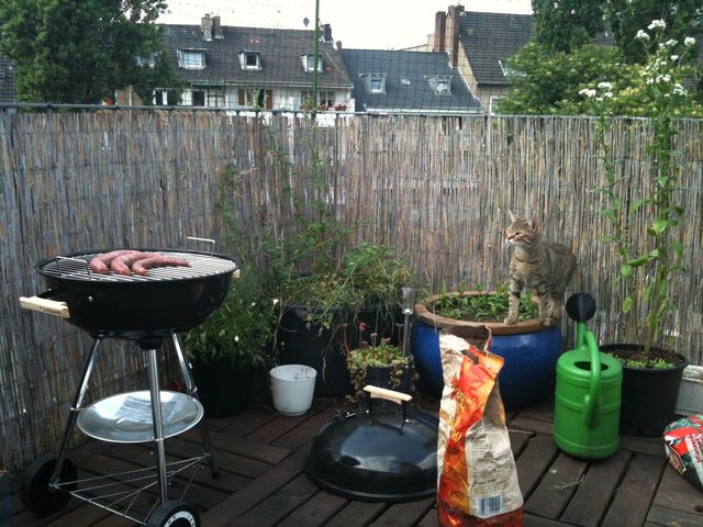 Ziel im Visier keke grill katze wurst 