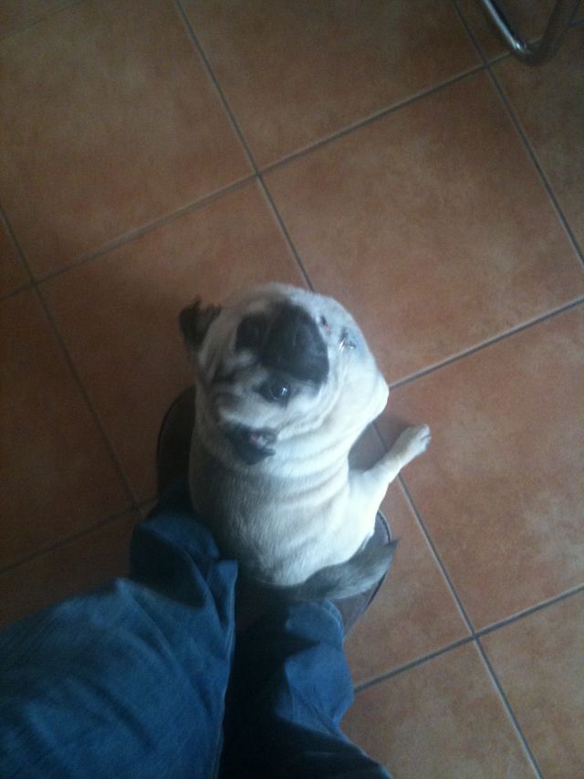 Mops 