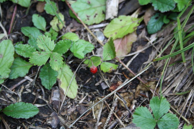 babywalderdbeere chur walderdbeere wald erdbeere laax 