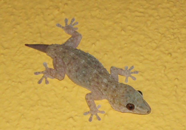gecko kumpel gecko 