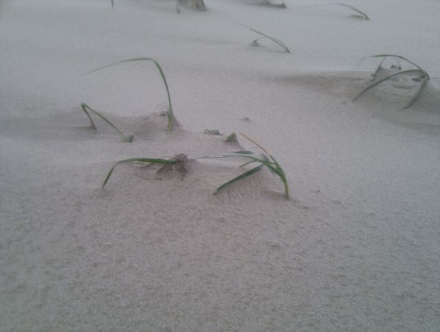 Stt grashalm meer strand wind sand 