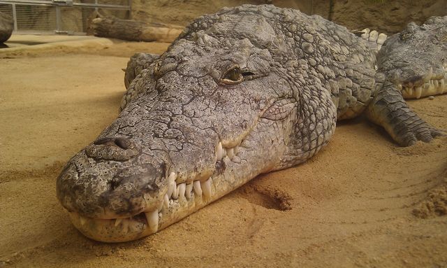 schnappodil aligator zoo krokodil 