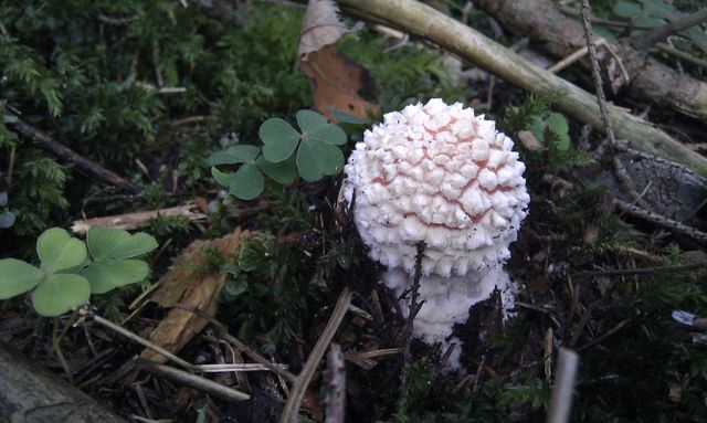 junges fliegenpilzchen pilz fliegenpilz 