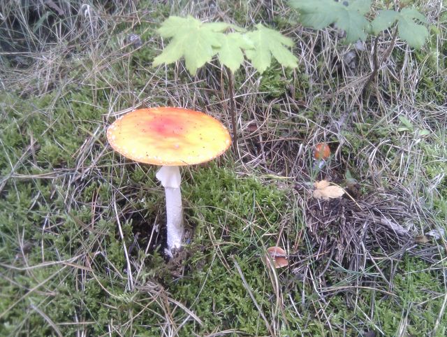 Pilz 