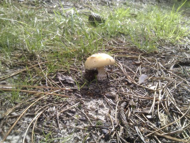 Pilz 