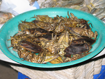 Kakerlakenteller insekten tiere 