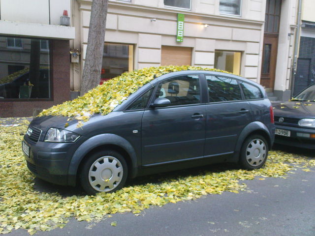 ginko  brsseler_str. auto gelb grn herbst kln bltter ginko 