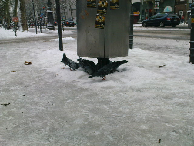 viecher drecksviecher eis köln schnee winter tauben 